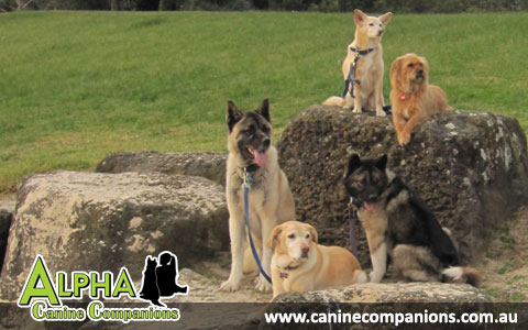 Alpha Canine Companions Alpha Canine Companions