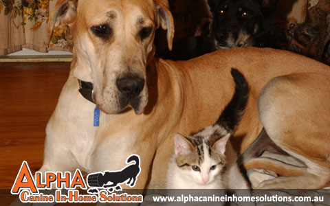 Alpha Canine In-Home Solutions Alpha Canine In-Home Solutions