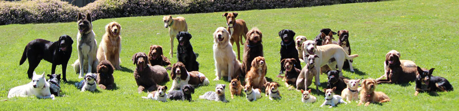 38 of the Trainers' and Trainees' dogs holding sit, drop and stand Step-Aways