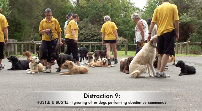 Distraction 9: Hustle and Bustle