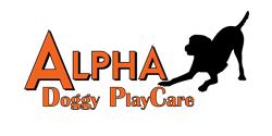 Alpha Doggy PlayCare Alpha Doggy PlayCare