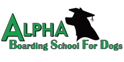 Alpha Boarding School For Dogs Alpha Boarding School For Dogs