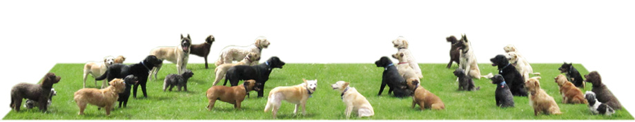 All of the dogs in a sit and stand Step-Away All of the dogs in a sit and stand Step-Away